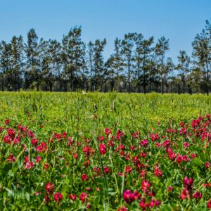 1000 bloemenhoning Sicilie