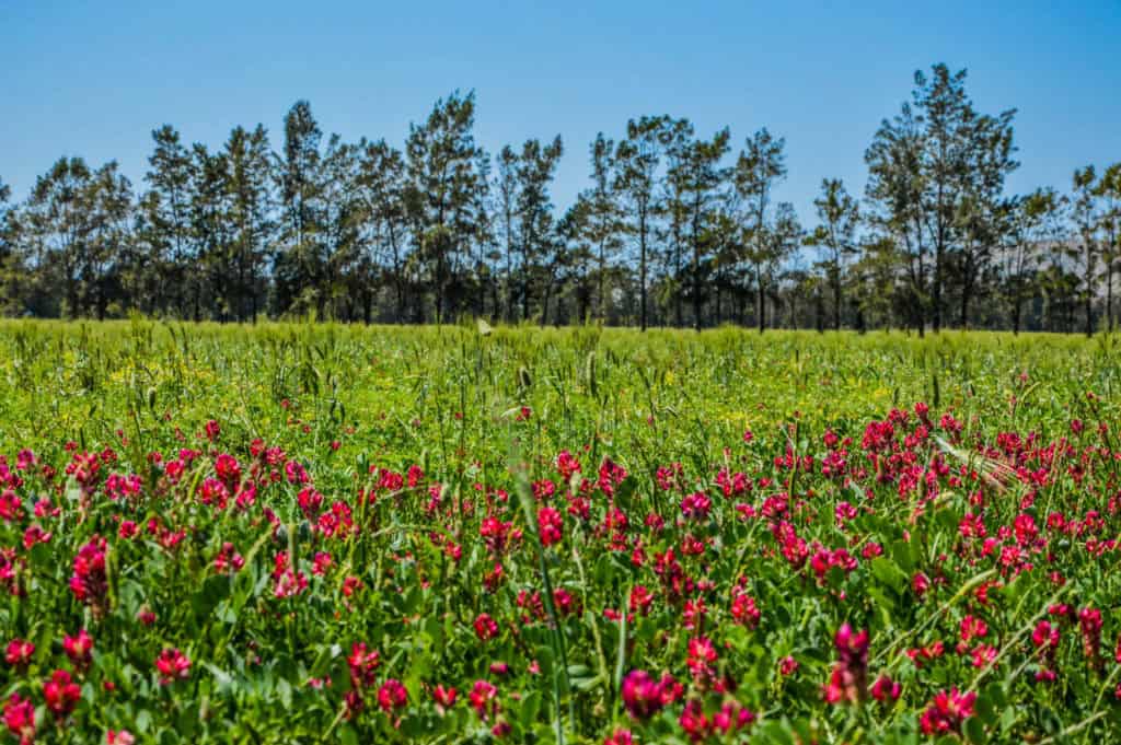 1000 bloemenhoning Sicilie