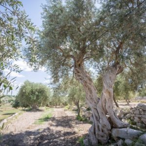 Oleificio Mallia Chiaraluce Olijfolie van Verdese- en Maresca-olijven uit Sicilië