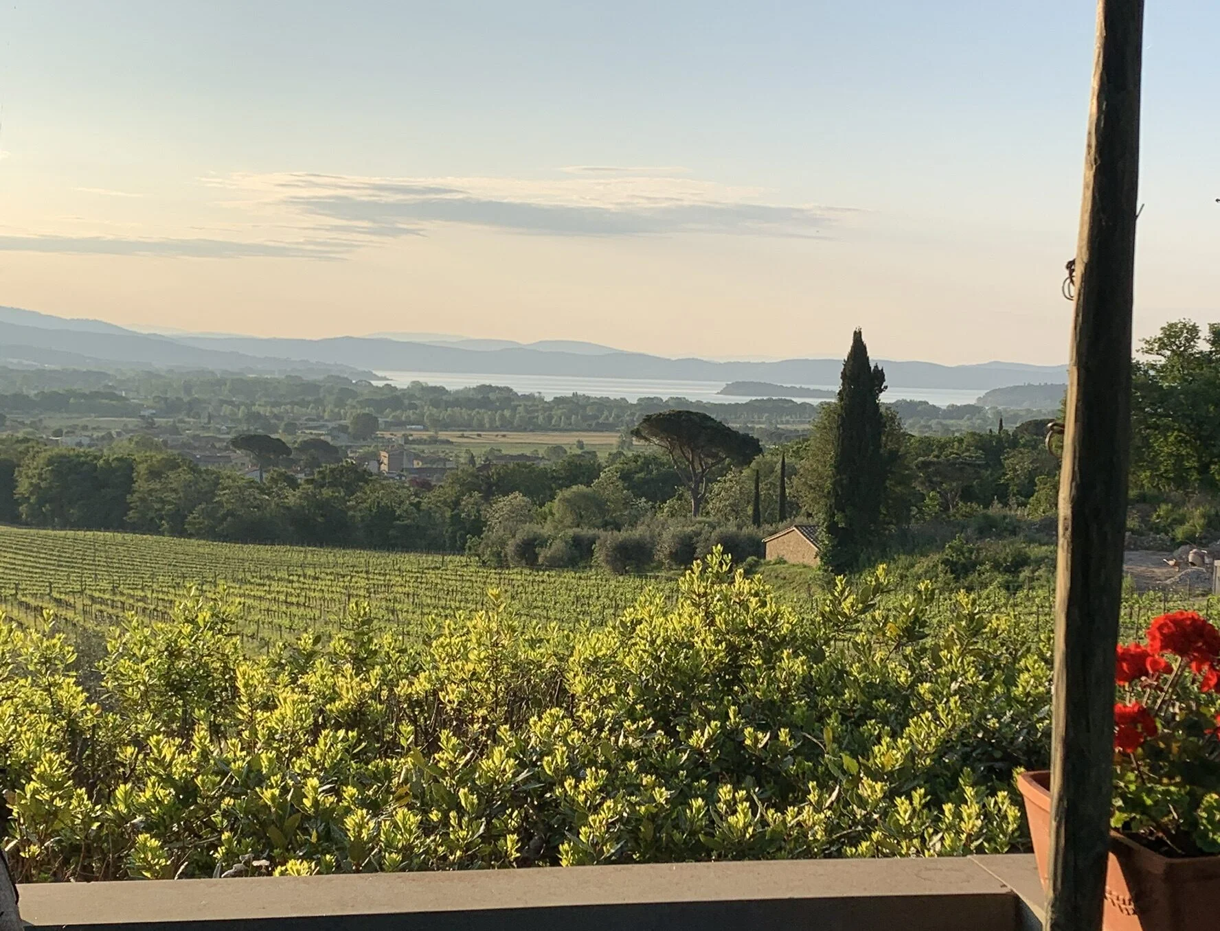 Montemelino Extra Vergine Olijfolie | Umbrië | Italië - Afbeelding 2